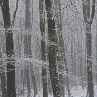 Buy canvas prints of Winter Woods by Simon Johnson