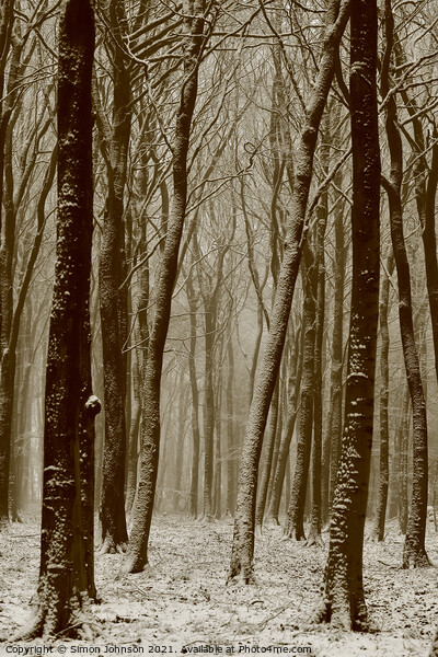 Winter woodland Picture Board by Simon Johnson