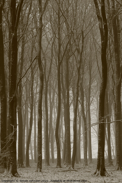 Beech wood winter Picture Board by Simon Johnson