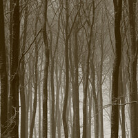 Buy canvas prints of Beech wood winter by Simon Johnson