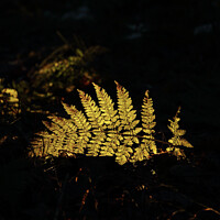 Buy canvas prints of Sunlit fern by Simon Johnson