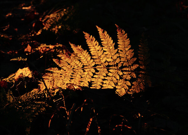 Sunlit fern Picture Board by Simon Johnson