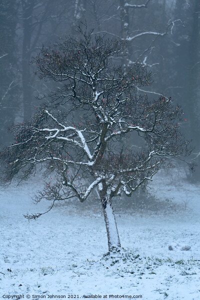 frosted tree Picture Board by Simon Johnson