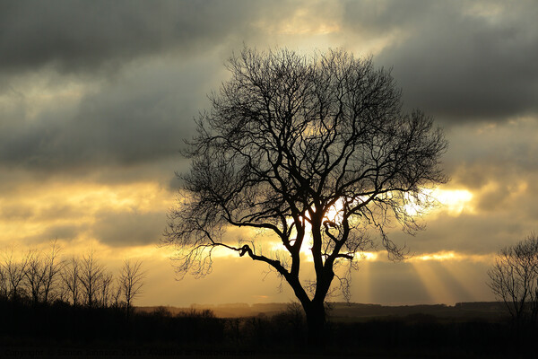 Isolated tree against a winter sky Picture Board by Simon Johnson