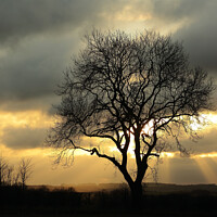 Buy canvas prints of Isolated tree against a winter sky by Simon Johnson