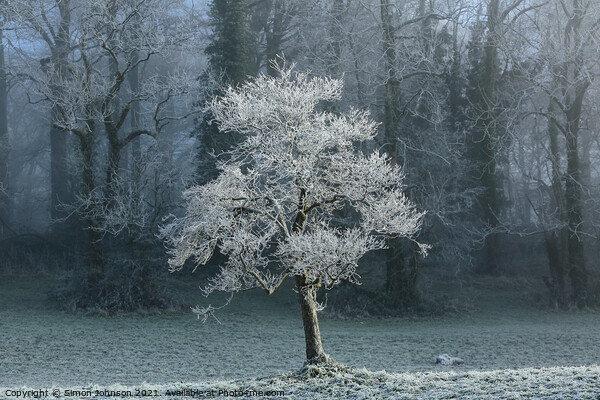 Sunlit tree with winter hoar frost  Picture Board by Simon Johnson