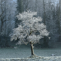 Buy canvas prints of Sunlit tree with winter hoar frost  by Simon Johnson