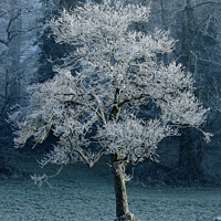Buy canvas prints of Tree with hoar frost by Simon Johnson