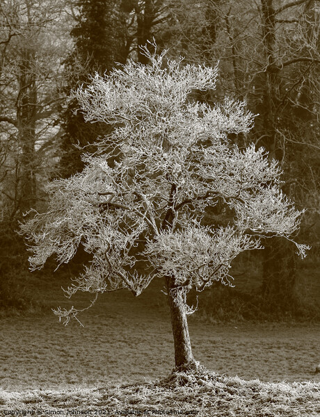 Frosted winter tree Picture Board by Simon Johnson