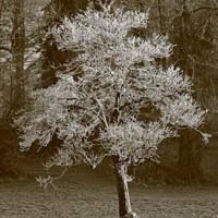 Buy canvas prints of Frosted winter tree by Simon Johnson