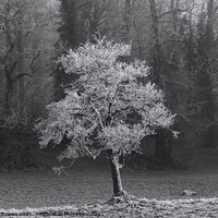 Buy canvas prints of frosted tree by Simon Johnson