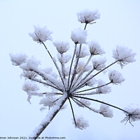 Buy canvas prints of Frosted grass by Simon Johnson