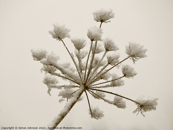 Frosted grass sepia Picture Board by Simon Johnson