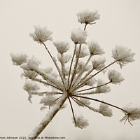 Buy canvas prints of Frosted grass sepia by Simon Johnson