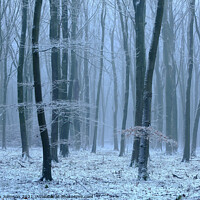 Buy canvas prints of Winter wood, snow and fog by Simon Johnson