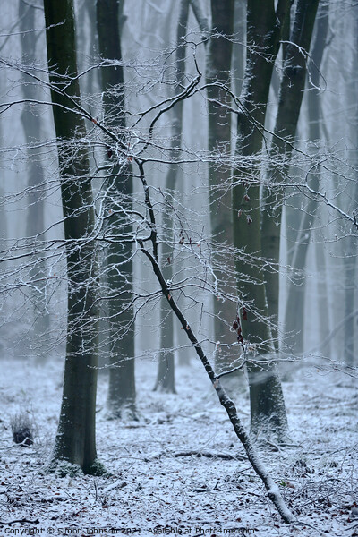 Frozen woodland  Picture Board by Simon Johnson
