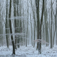 Buy canvas prints of Frosted woodland by Simon Johnson