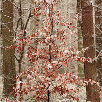 Buy canvas prints of Snow clad beech tree by Simon Johnson