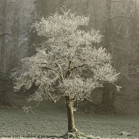 Buy canvas prints of sunlit tree by Simon Johnson