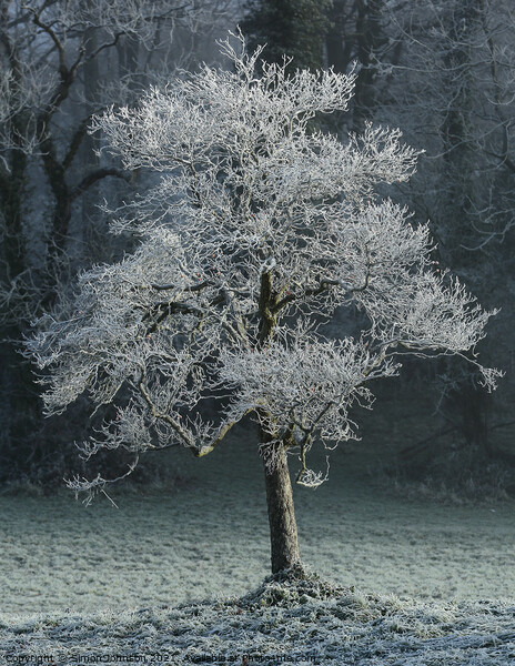 Hoar frost Broadway Woods Cotswolds Gloucestershire  Picture Board by Simon Johnson