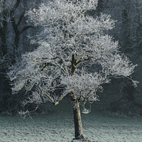 Buy canvas prints of Hoar frost Broadway Woods Cotswolds Gloucestershire  by Simon Johnson