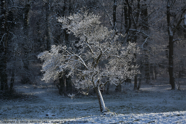 Sunlit hoar frost Picture Board by Simon Johnson