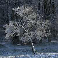 Buy canvas prints of Sunlit hoar frost by Simon Johnson