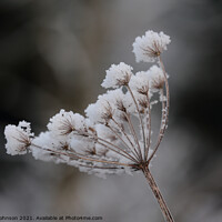 Buy canvas prints of Frosted grass by Simon Johnson