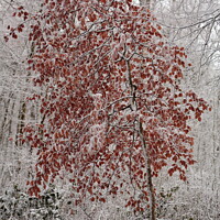 Buy canvas prints of Frosted Beech Tree by Simon Johnson