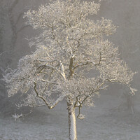 Buy canvas prints of Ghost tree by Simon Johnson
