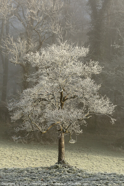 Hoar frost Broadway Woods  Picture Board by Simon Johnson