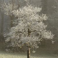 Buy canvas prints of Hoar frost Broadway Woods  by Simon Johnson