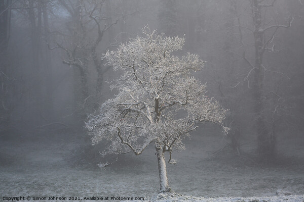 tree in fog Picture Board by Simon Johnson