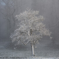 Buy canvas prints of tree in fog by Simon Johnson