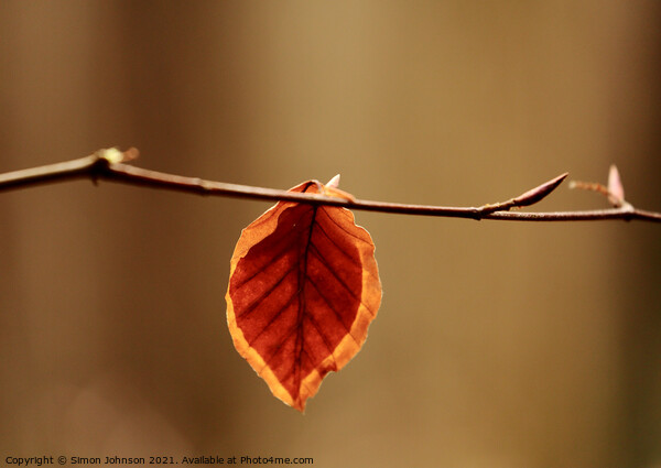 last leaf Picture Board by Simon Johnson
