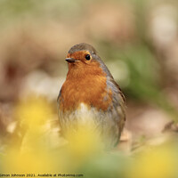 Buy canvas prints of Robin red breast by Simon Johnson