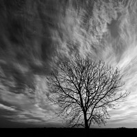 Buy canvas prints of isolated  tree by Simon Johnson