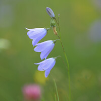 Buy canvas prints of Harebell Close up  by Simon Johnson
