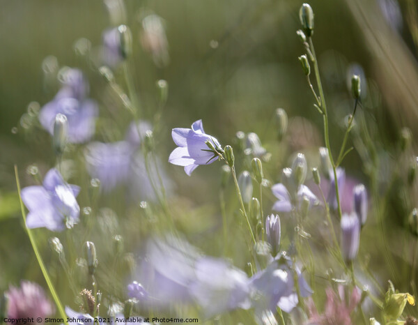 Harebell flower Picture Board by Simon Johnson