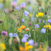 Buy canvas prints of Meadow  flowers by Simon Johnson