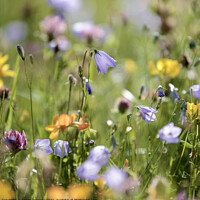 Buy canvas prints of meadow  flowers by Simon Johnson