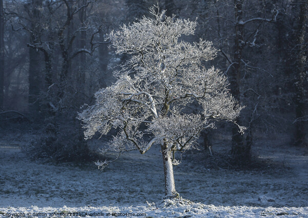 Frosted  tree with snow on the ground Picture Board by Simon Johnson