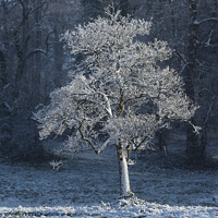Buy canvas prints of Frosted  tree with snow on the ground by Simon Johnson