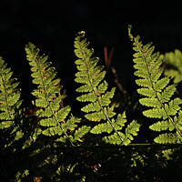 Buy canvas prints of fern  leaves by Simon Johnson