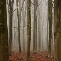 Buy canvas prints of Beech  Wood symmetry by Simon Johnson