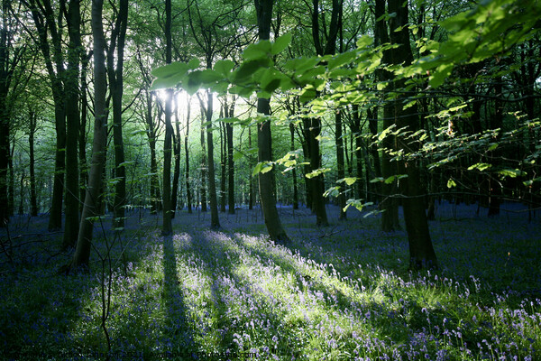Evening light Bluebell Wood Picture Board by Simon Johnson