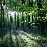 Buy canvas prints of Evening light Bluebell Wood by Simon Johnson