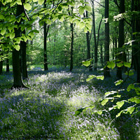 Buy canvas prints of Sunlight Bluebell Wood by Simon Johnson