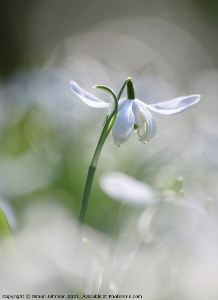 snowdrop flower close up Picture Board by Simon Johnson