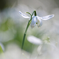 Buy canvas prints of snowdrop flower close up by Simon Johnson